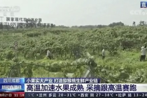 央視新聞中的天然蕓苔素、生物農(nóng)藥助力綠色農(nóng)業(yè)、品牌農(nóng)產(chǎn)品更有價值