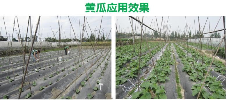 氨基寡糖素 - 植物的免疫衛(wèi)士，根結線蟲的克星