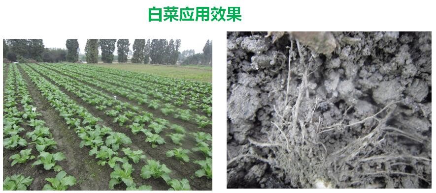 氨基寡糖素 - 植物的免疫衛(wèi)士，根結線蟲的克星