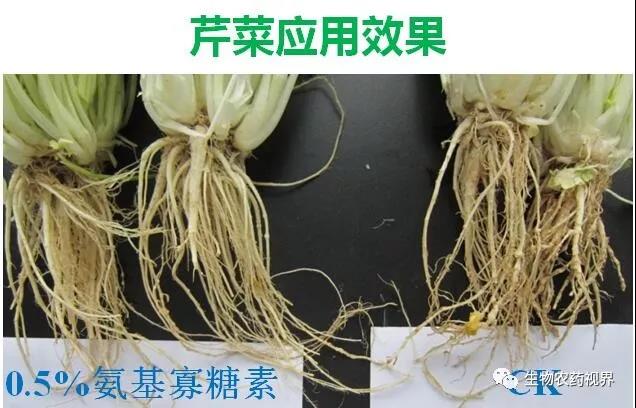 氨基寡糖素 - 植物的免疫衛(wèi)士，根結線蟲的克星