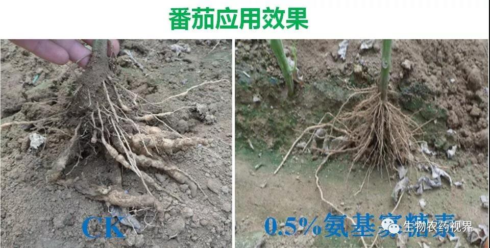 氨基寡糖素 - 植物的免疫衛(wèi)士，根結線蟲的克星