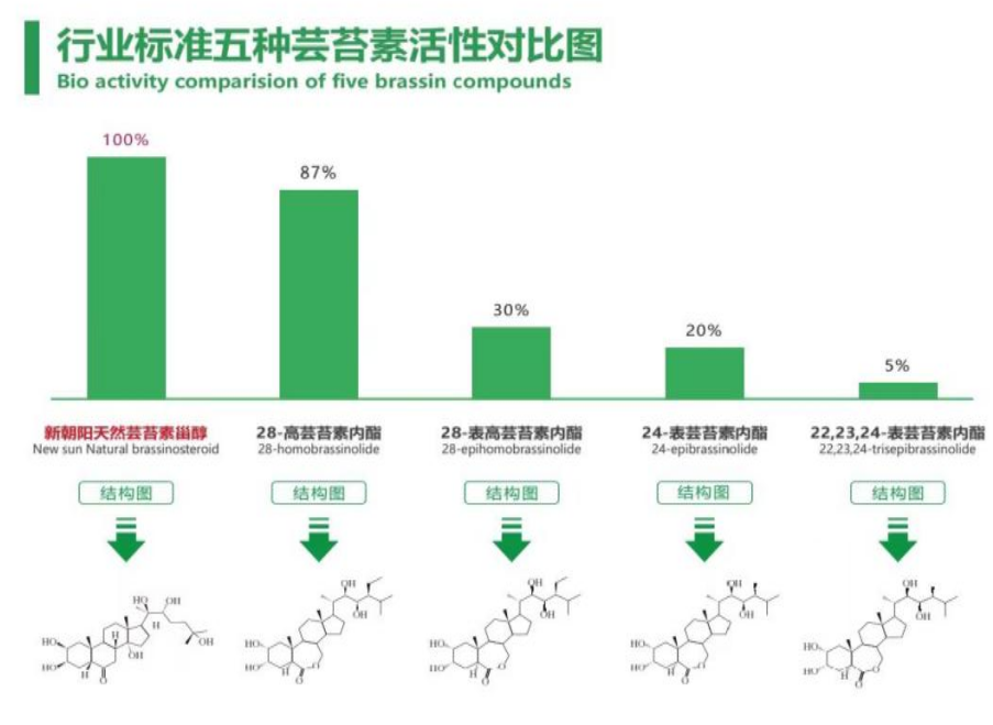 小麥拌種選新朝陽天然蕓苔素，讓小麥高產(chǎn)贏在起跑線上?。ㄐ←溤谑裁磿r候用蕓苔素效果最佳）