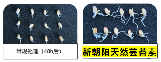 小麥拌種選新朝陽天然蕓苔素，讓小麥高產(chǎn)贏在起跑線上?。ㄐ←溤谑裁磿r候用蕓苔素效果最佳）