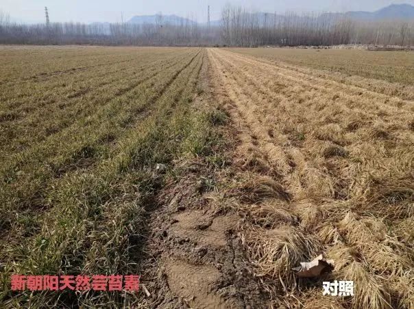 小麥拌種選新朝陽天然蕓苔素，讓小麥高產(chǎn)贏在起跑線上！（小麥在什么時候用蕓苔素效果最佳）